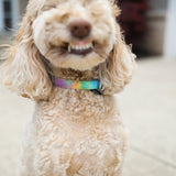 The Little Wanderer Collar & Leash