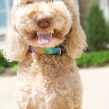 The Little Wanderer Collar & Leash